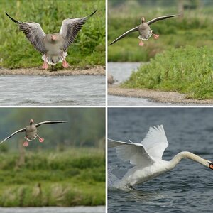 Schon wieder Vögel