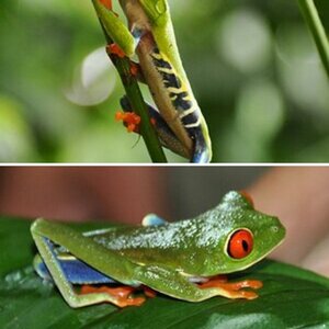 Costa Rica 2014