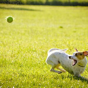 Tiere