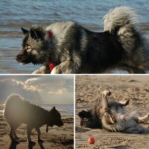 Anka