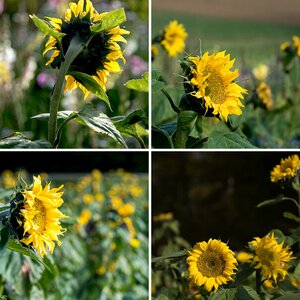 Sonnenblumen Herbst 2015