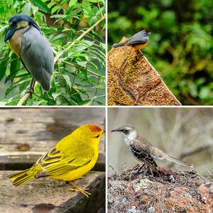 Gefiederte Tiere - Feathered animals