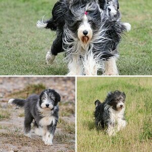 Hunde