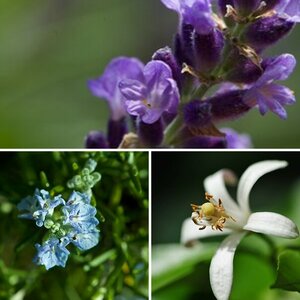 Aromapflanzen