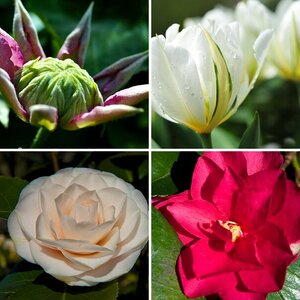 Blumen