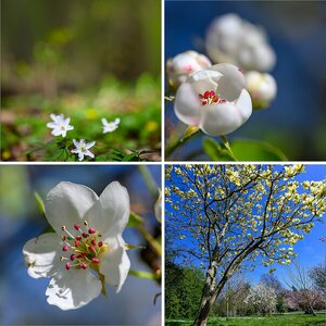Blüten-2