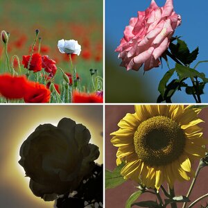 Blumen