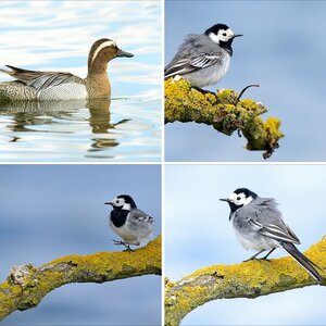Schon wieder noch mehr Vögel