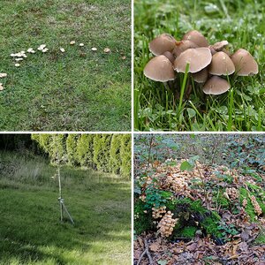 Natur 5 Pilze
