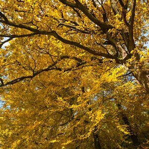 Herbst