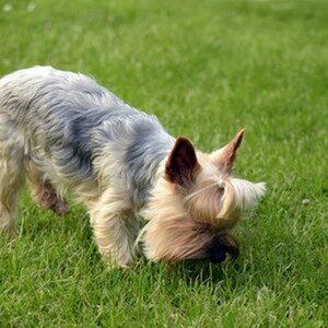 Hunde