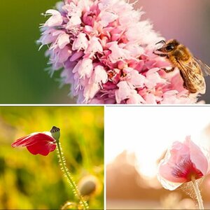Natur