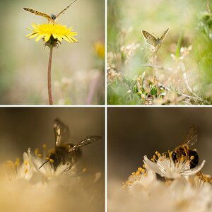 Insekten