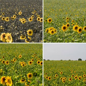 Blumen