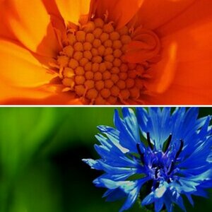 Blumen