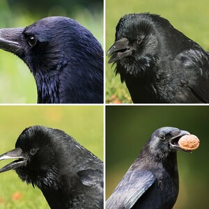 Eine rabenschwarze Serie.......