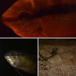 Fische