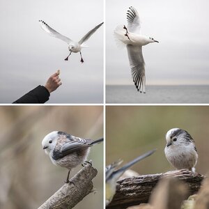 Vögel 14