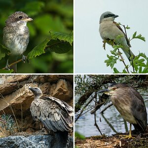 Vogelaufnahmen