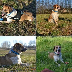 Mein Hund