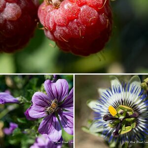Garten Sommer 2014