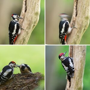 Familie Buntspecht