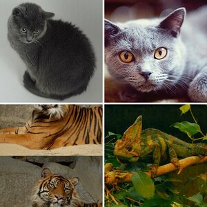 Tierwelt
