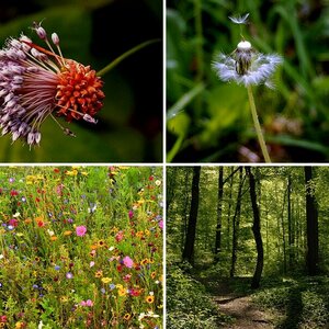 Natur pur