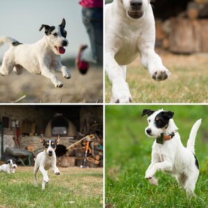Hundefotos