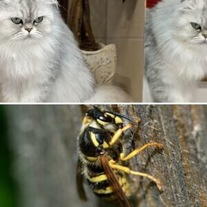 Tiere