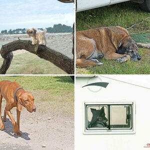 Hunde aller Art