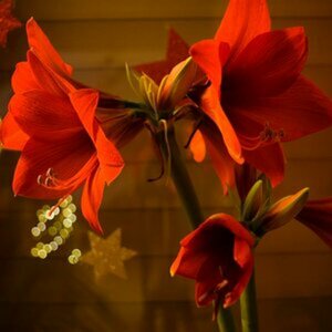 Amaryllis - meine ersten "100" Versuche