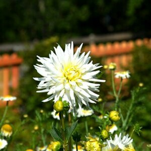 Natur