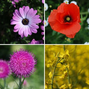 Blüten