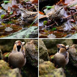Winterfütterung am Teich-Teil 3