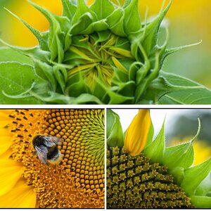 Sonnenblumen
