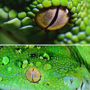 Morelia viridis