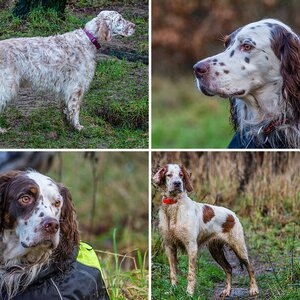 Fremde Hunde