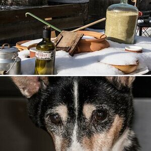 Nues Album Hunde