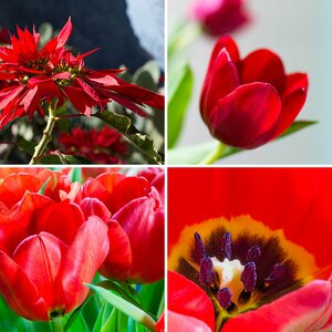 Blumen 6