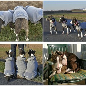 Bull-Terrier VII
