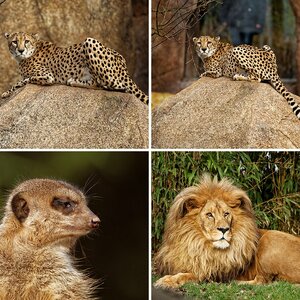Zoo Leipzig Januar 2016