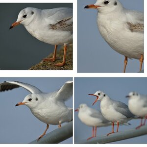 Möwen