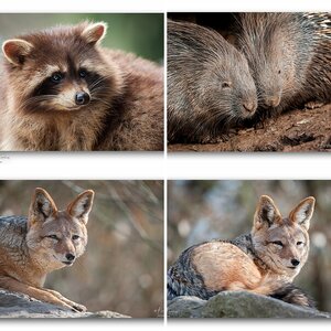 Nikkor 200-500 5,6