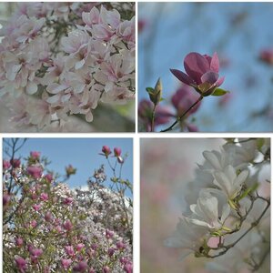 Natur-III