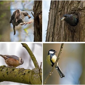 Vogelalbum V