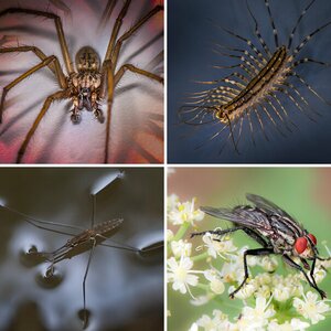 Makros von Spinnen und Insekten