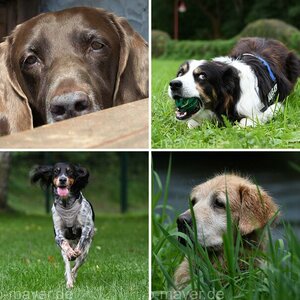 Hunde