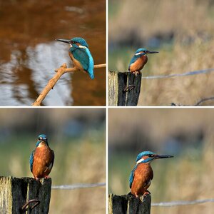 Tierisches und Natur