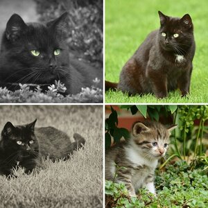 Katzen 2!